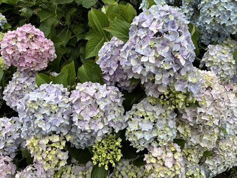 梅雨の季節がやってきました。