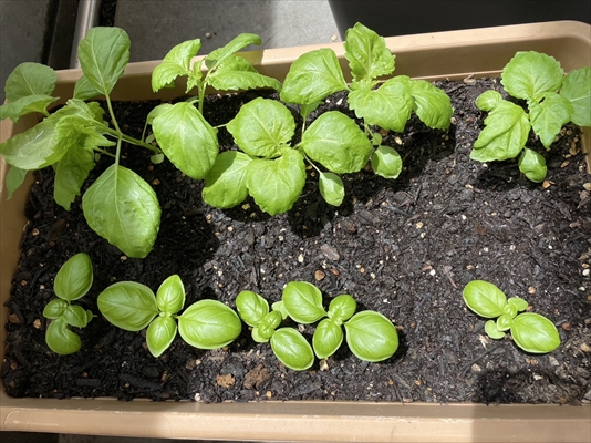 家庭菜園をはじめました。