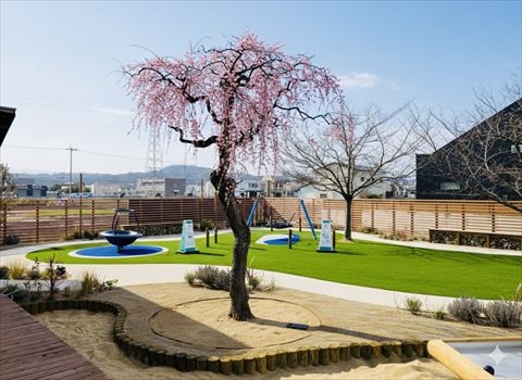 梅の花が咲きました！