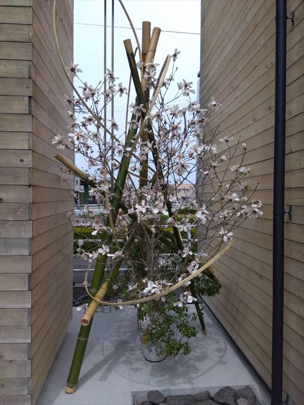 こぶしの花が満開